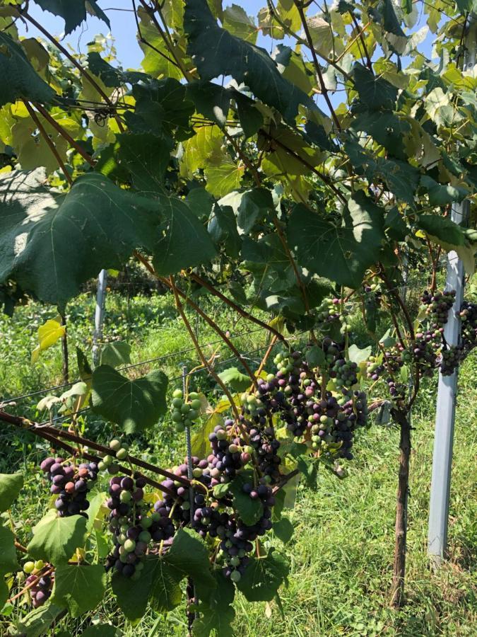FehringWinzerhaeuschen Kern公寓 外观 照片